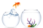 goldfish jumping to new bowl-iStock_000020130958XSmall